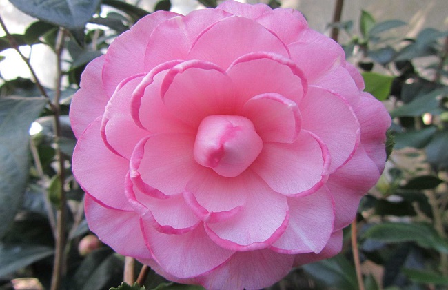 茶花掉叶子原因及解决办法