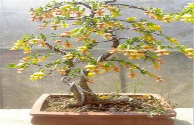 虎刺梅叶子发黄卷曲的解决办法