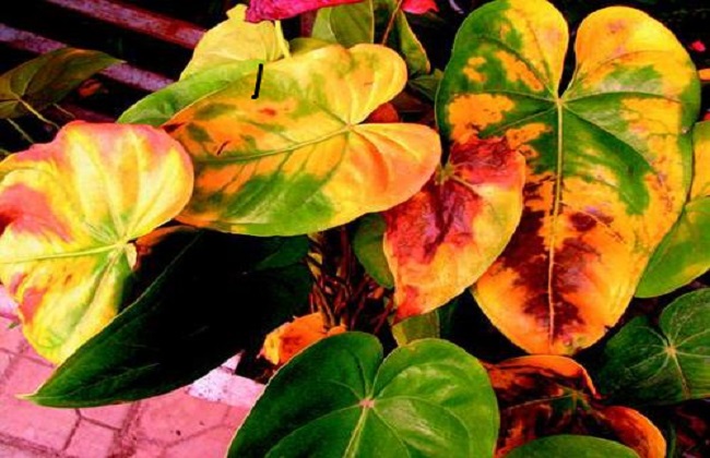 虎刺梅叶子发黄卷曲的解决办法