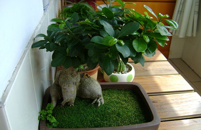 人参榕掉叶子什么问题