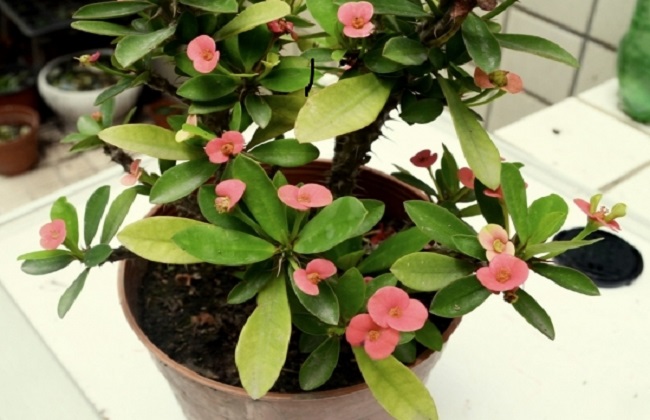 虎刺梅叶子发黄卷曲的解决办法