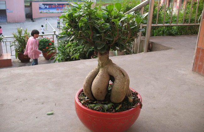 人参榕掉叶子什么问题