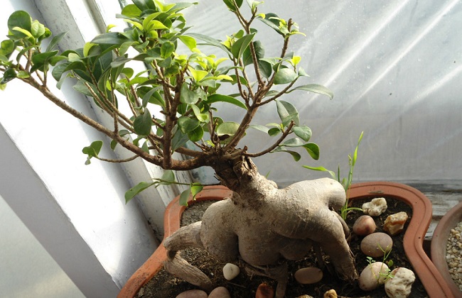 人参榕掉叶子什么问题