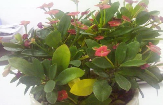 虎刺梅叶子发黄卷曲的解决办法