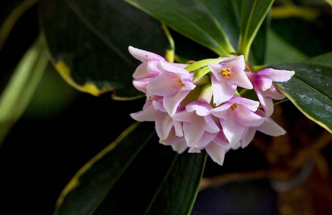 金边瑞香叶子发黄是什么问题