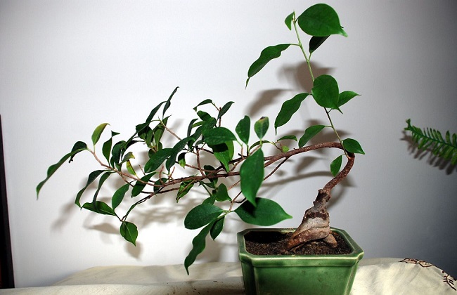 人参榕掉叶子什么问题