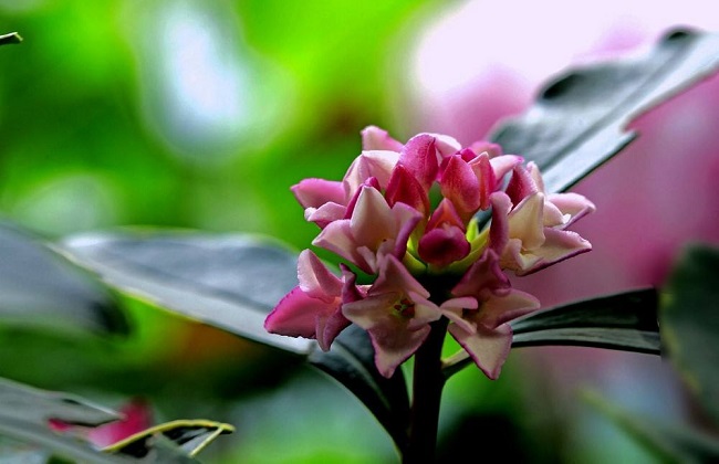 金边瑞香叶子发黄是什么问题