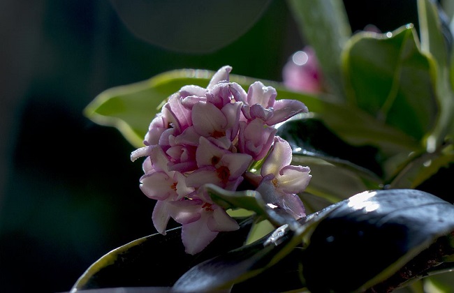 金边瑞香叶子发黄是什么问题