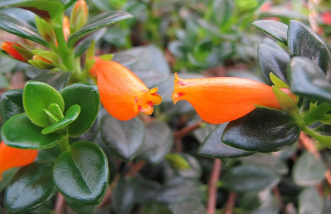 金鱼吊兰为什么掉叶子