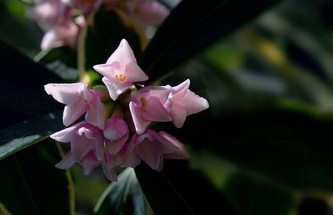 金边瑞香叶子发黄是什么问题