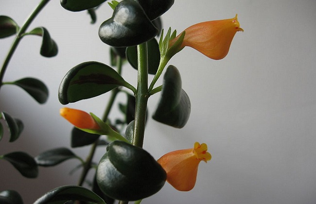 金鱼吊兰为什么掉叶子