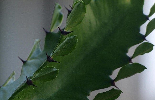 龙骨花叶子发黄什么问题