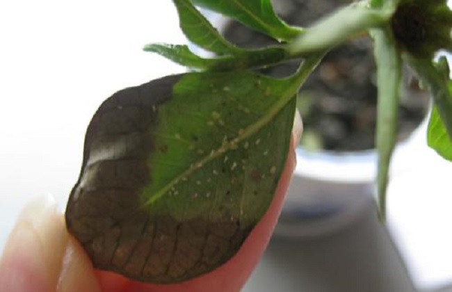 栀子花经常遇见的病虫害及防治办法