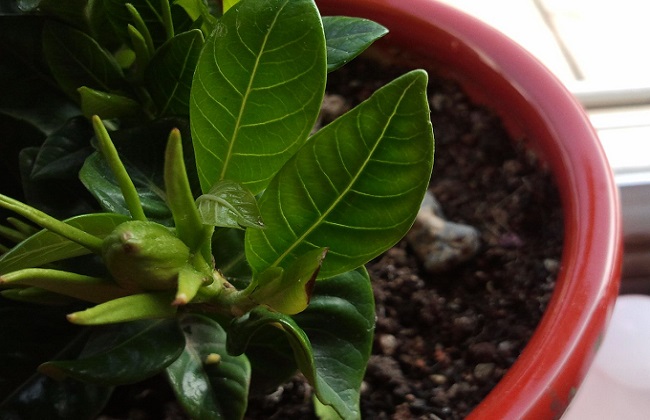 栀子花经常遇见的病虫害及防治办法