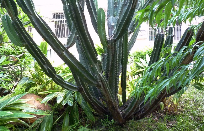 龙骨花叶子发黄什么问题