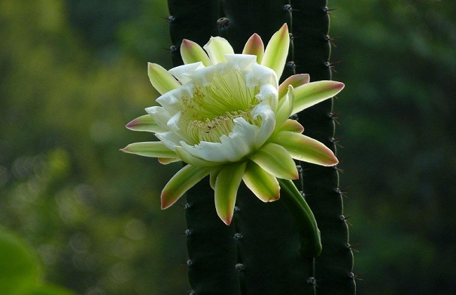 龙骨花叶子发黄什么问题