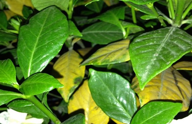 栀子花经常遇见的病虫害及防治办法