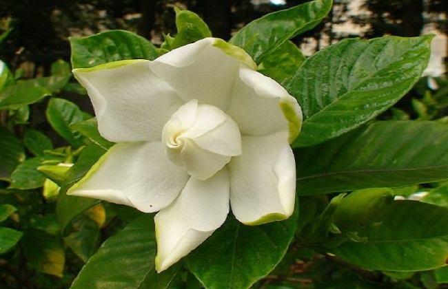 栀子花经常遇见的病虫害及防治办法