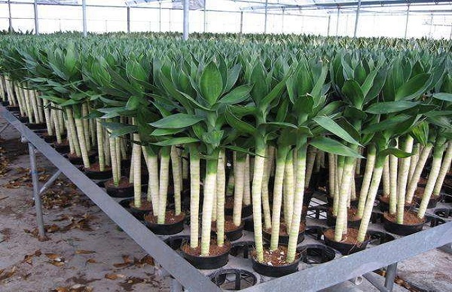 莲花竹叶子发黄解决办法