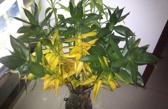 莲花竹叶子发黄解决办法