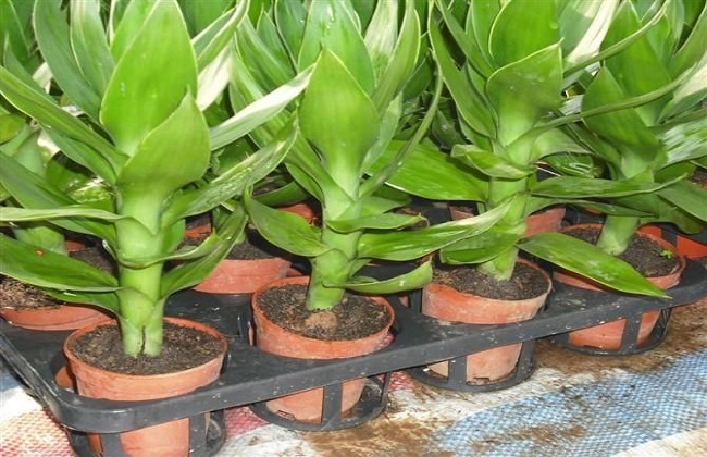 莲花竹叶子发黄解决办法