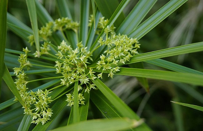 水竹叶子发黄解决办法