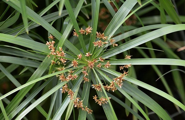 水竹叶子发黄解决办法