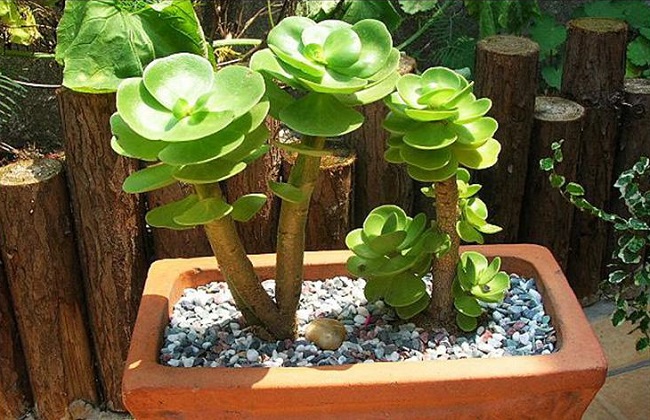 金钱木掉叶子解决办法