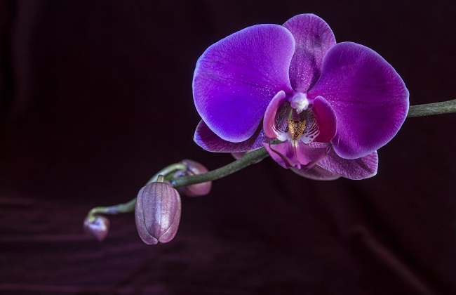 蝴蝶兰叶子发黄变软解决办法