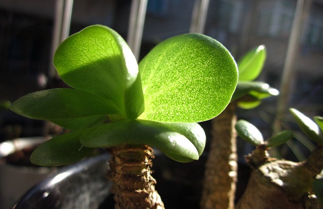 金钱木掉叶子解决办法