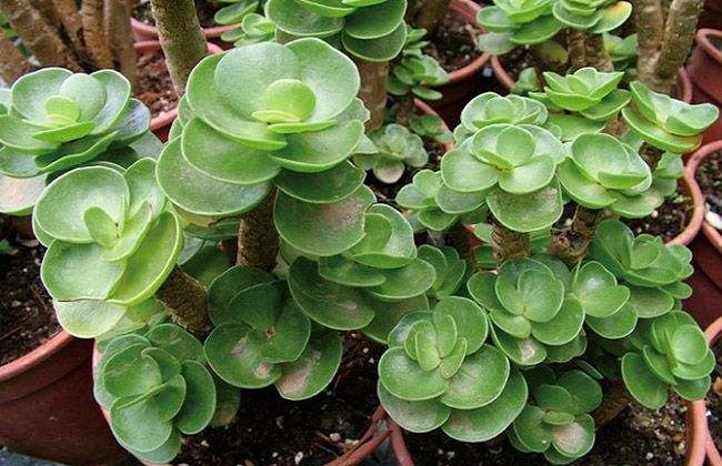 金钱木掉叶子解决办法