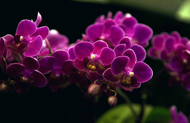 蝴蝶兰叶子发黄变软解决办法