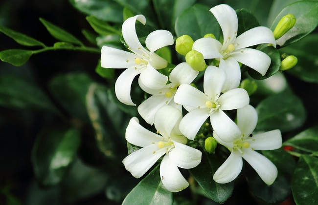 九里香的叶子干枯解决办法