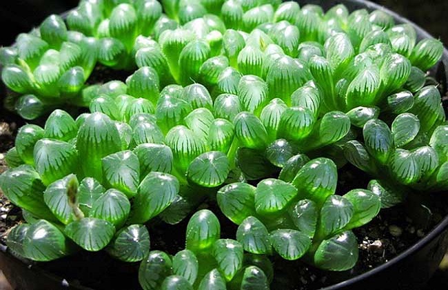 冰灯玉露烂根解决办法