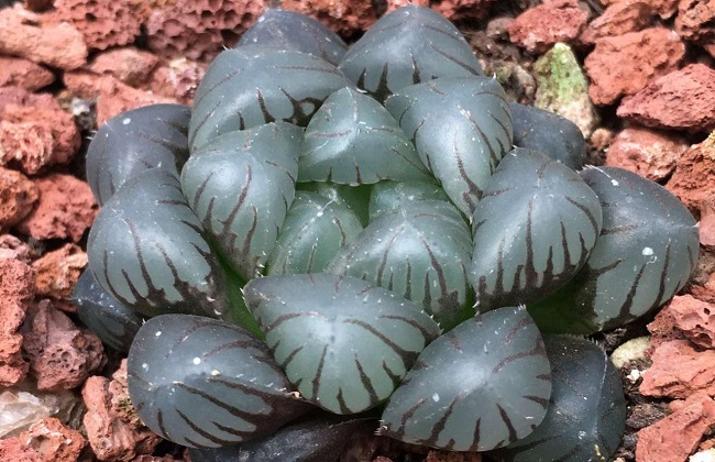 冰灯玉露烂根解决办法