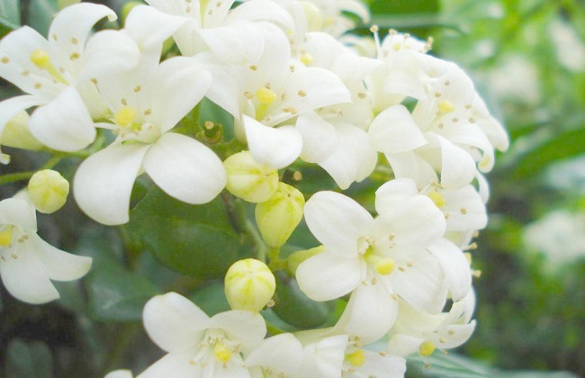 九里香的叶子干枯解决办法