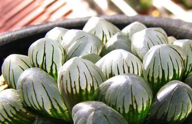 冰灯玉露烂根解决办法