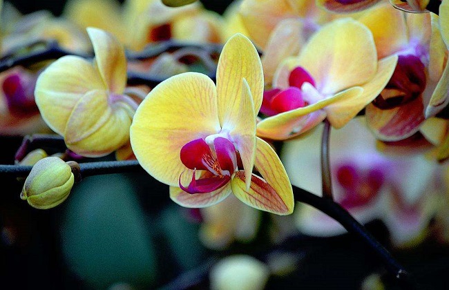 蝴蝶兰烂根解决办法