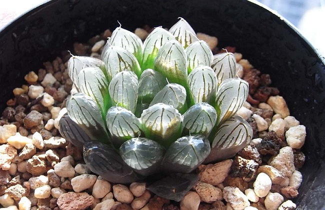 冰灯玉露烂根解决办法