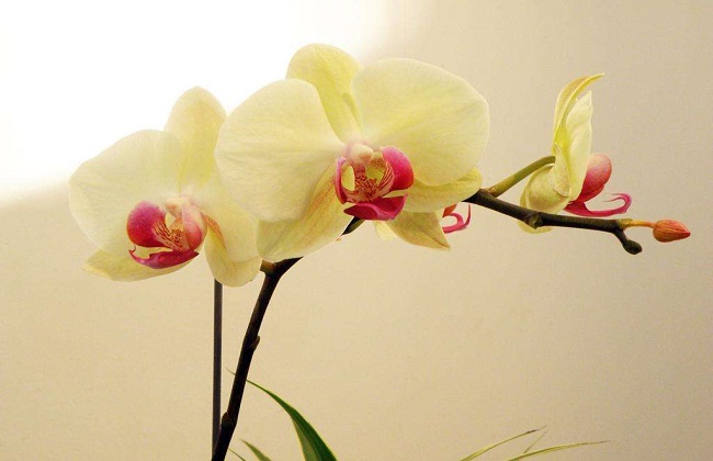 蝴蝶兰烂根解决办法