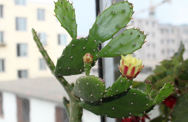 仙人掌烂根解决办法