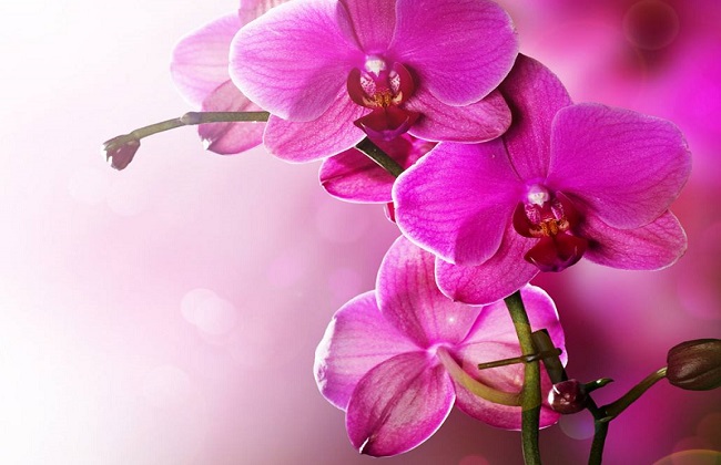 蝴蝶兰烂根解决办法