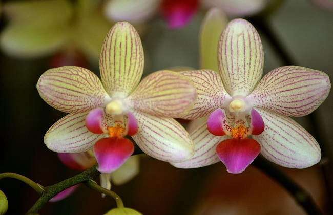 蝴蝶兰烂根解决办法