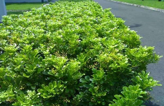 米兰叶子发黑掉落解决办法