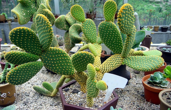 仙人掌烂根解决办法