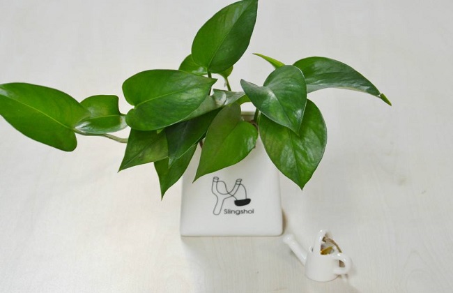 绿萝烂根解决办法