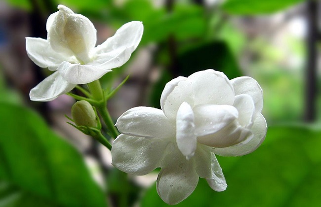 茉莉烂根怎么处理