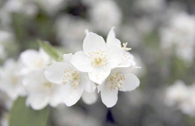 茉莉烂根怎么处理