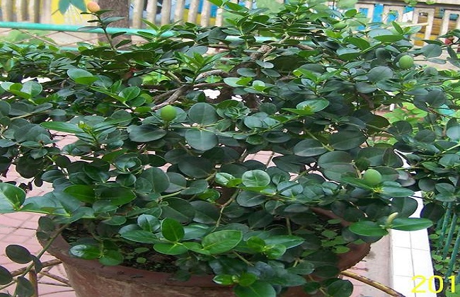 铁茉莉的修剪与造型