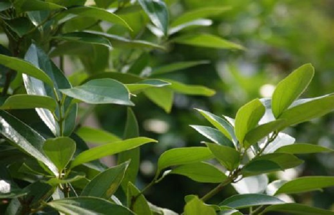 平安树烂根解决办法